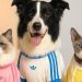 Adidas lanza colección para mascotas: ¿moda o revolución en retail?
