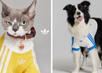 Adidas Originals lanza una colección exclusiva para mascotas en China