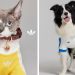 Adidas Originals lanza una colección exclusiva para mascotas en China