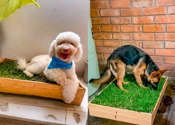 Soluciones ecológicas para mascotas: Cómo nació una idea brillante