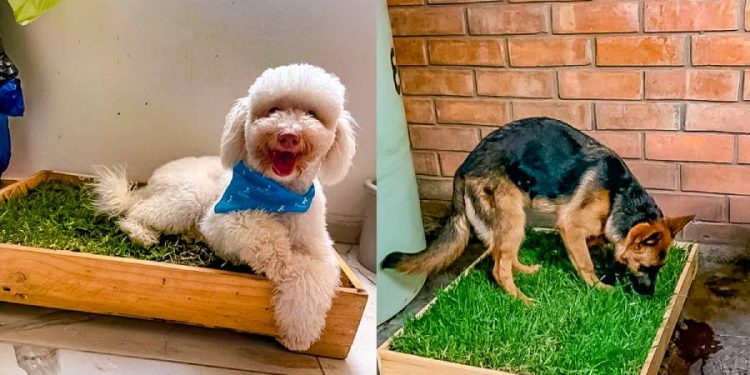 Soluciones ecológicas para mascotas: Cómo nació una idea brillante