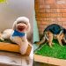 Soluciones ecológicas para mascotas: Cómo nació una idea brillante