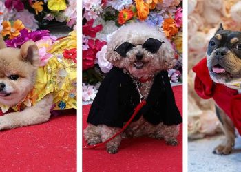 Perros deslumbran en la Pet Gala 2025 con tributos a íconos pop