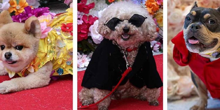 Perros deslumbran en la Pet Gala 2025 con tributos a íconos pop
