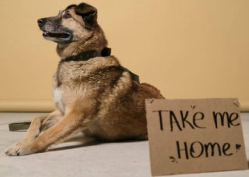Jornada Nacional de Adopción de SuperZoo busca encontrarle hogar a 120 perros y gatos