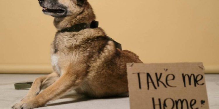 Jornada Nacional de Adopción de SuperZoo busca encontrarle hogar a 120 perros y gatos