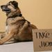 Jornada Nacional de Adopción de SuperZoo busca encontrarle hogar a 120 perros y gatos