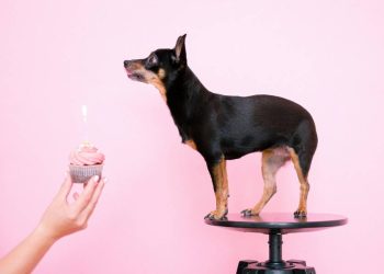 Cuál es la mascota más económica de mantener en casa o apartamento