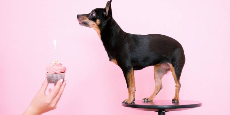 Cuál es la mascota más económica de mantener en casa o apartamento
