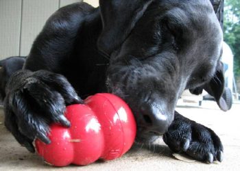 Un repuesto de Volkswagen inspiró un juguete para perros con causa solidaria