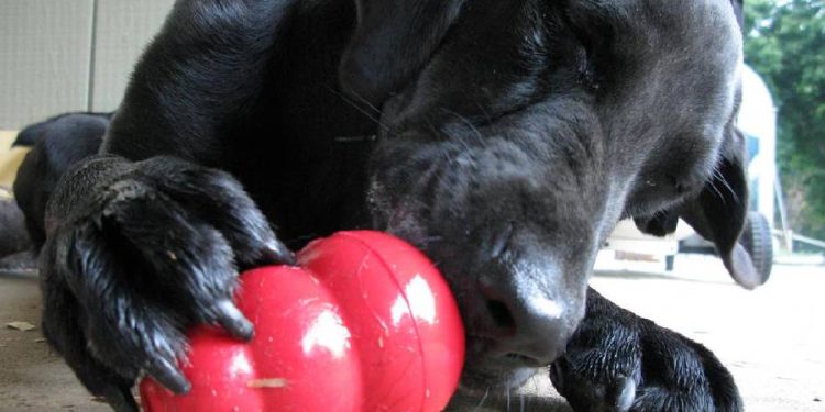 Un repuesto de Volkswagen inspiró un juguete para perros con causa solidaria