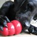 Un repuesto de Volkswagen inspiró un juguete para perros con causa solidaria