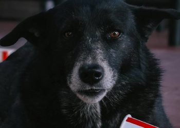 El exceso de peso en mascotas chilenas alerta sobre prácticas alimenticias erróneas