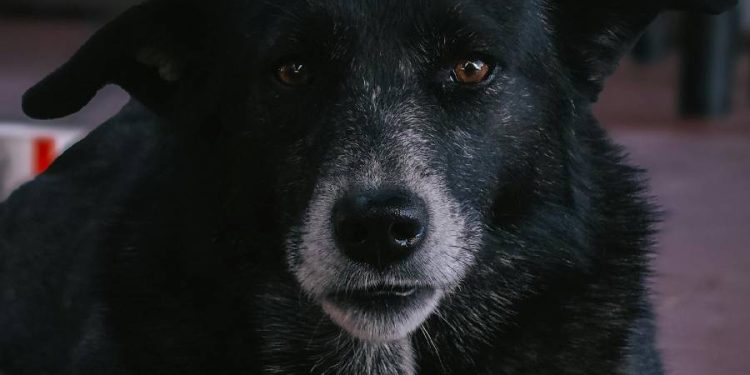 El exceso de peso en mascotas chilenas alerta sobre prácticas alimenticias erróneas