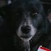 El exceso de peso en mascotas chilenas alerta sobre prácticas alimenticias erróneas