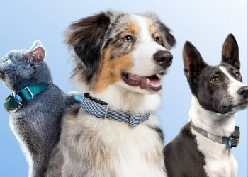 La revolución tecnológica que mejora la salud y seguridad de los perros