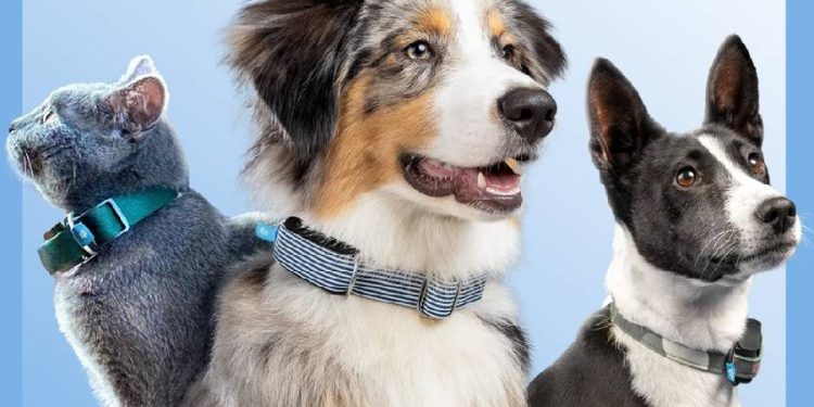 La revolución tecnológica que mejora la salud y seguridad de los perros