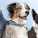 La revolución tecnológica que mejora la salud y seguridad de los perros