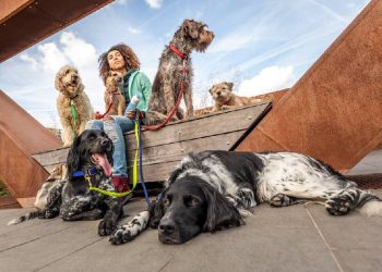 Tenencia responsable y salud animal en el día del perro sin raza