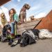 Tenencia responsable y salud animal en el día del perro sin raza