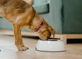 Guía experta de croquetas mexicanas para perro con mejor calidad