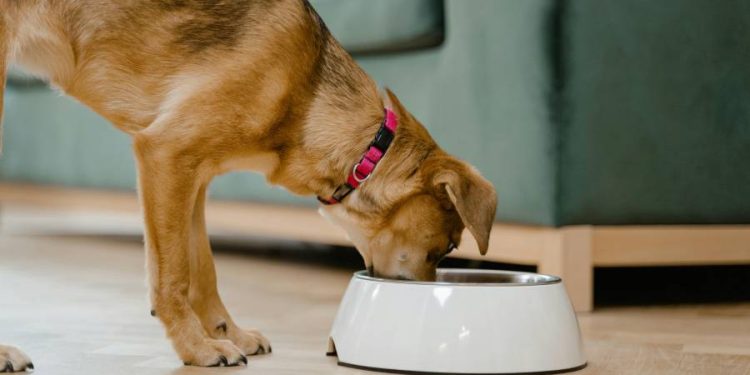 Guía experta de croquetas mexicanas para perro con mejor calidad