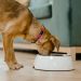 Guía experta de croquetas mexicanas para perro con mejor calidad