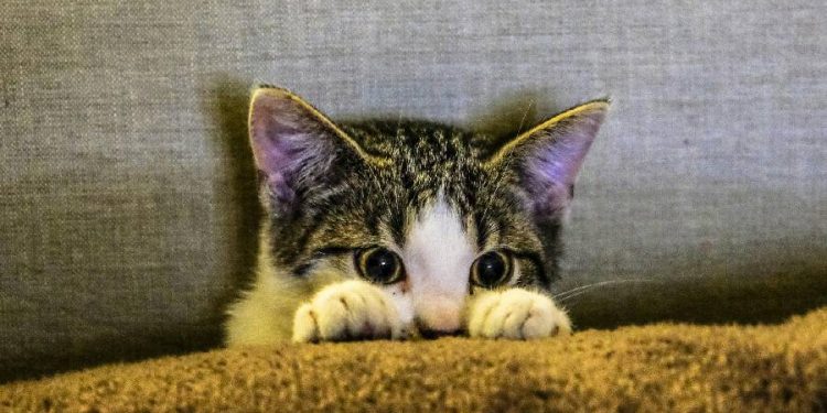 Tiendas 3B lanza combo especial con cobija gratis para tu gato