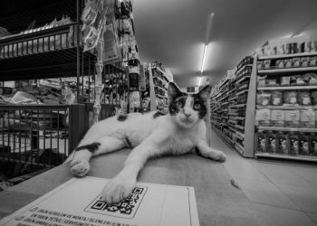 Supermercados para mascotas ganan terreno con espacios seguros y completos