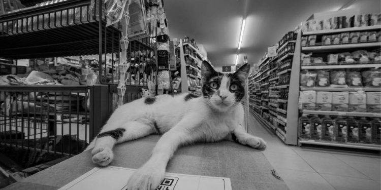 Supermercados para mascotas ganan terreno con espacios seguros y completos