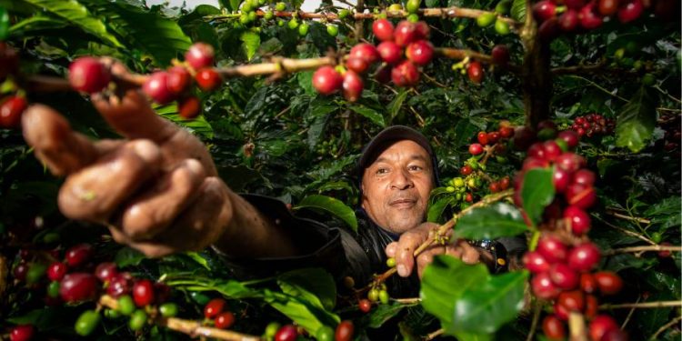 Agro colombiano en mayo de 2025, récord histórico de exportaciones