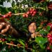 Agro colombiano en mayo de 2025, récord histórico de exportaciones