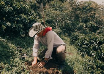 Starbucks fortalece el café colombiano con reforestación sostenible