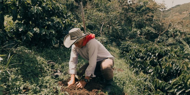 Starbucks fortalece el café colombiano con reforestación sostenible