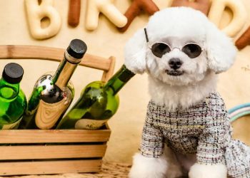 Mascotas en la moda: La revolución del Pet Parenting