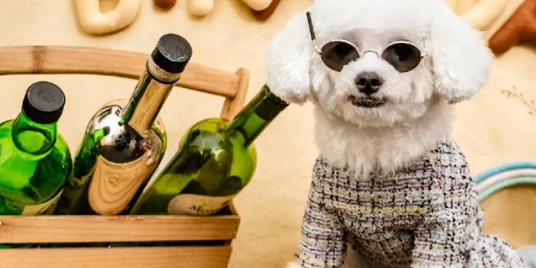 Mascotas en la moda: La revolución del Pet Parenting