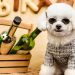 Mascotas en la moda: La revolución del Pet Parenting