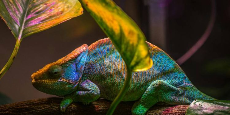 Cafeterías con animales exóticos en Japón: Entre moda y amenaza ecológica