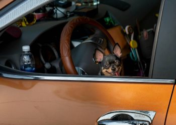 Mopar lanza innovadora línea de accesorios para viajes seguros con mascotas