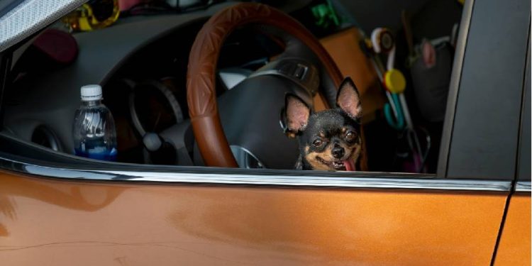 Mopar lanza innovadora línea de accesorios para viajes seguros con mascotas