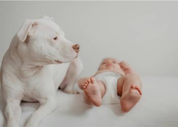 Las tiendas para mascotas superan a las de bebés en estas comarcas gallegas