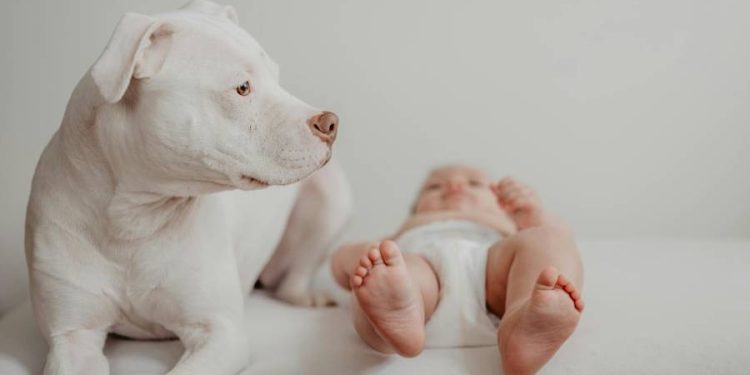 Las tiendas para mascotas superan a las de bebés en estas comarcas gallegas