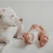 Las tiendas para mascotas superan a las de bebés en estas comarcas gallegas