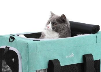 Cómo elegir el mejor transportín para viajar con tu mascota este verano