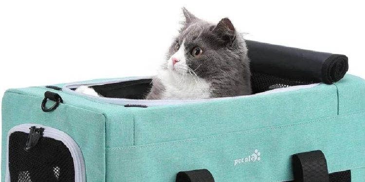 Cómo elegir el mejor transportín para viajar con tu mascota este verano