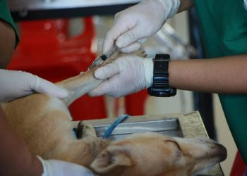 León inaugura el primer hospital público de macotas fuera de la capital