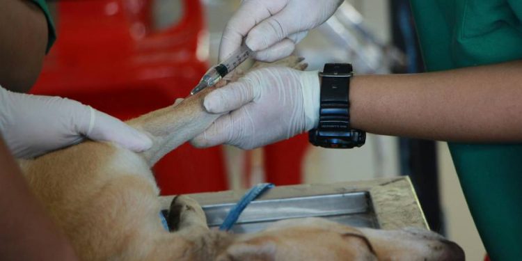 León inaugura el primer hospital público de macotas fuera de la capital