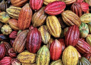 Exportaciones de cacao