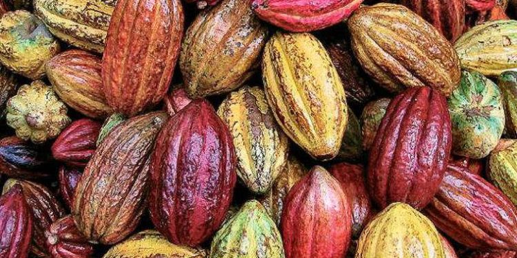 Exportaciones de cacao