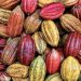Exportaciones de cacao